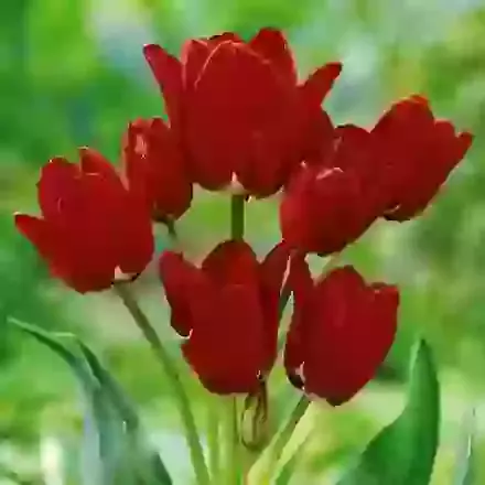 Fiery Club